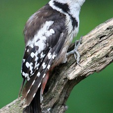WOODPECKER MIDDLE SPOTTED.jpg