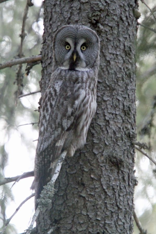 OW L            GREAT  GREY.jpg