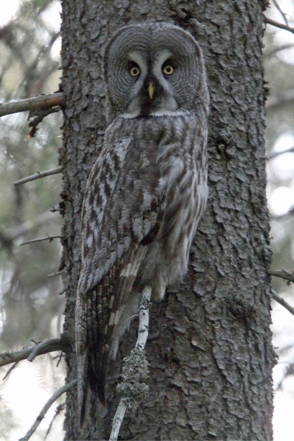 OWL               GREAT    GREY.jpg