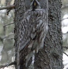 OWL               GREAT    GREY.jpg