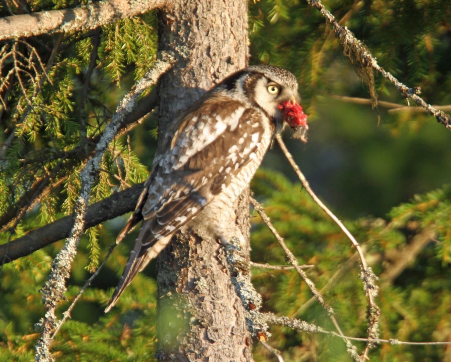 OWL             HAWK.JPG