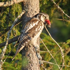 OWL             HAWK.JPG