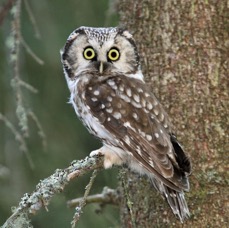 OWL  TENGMALMS.jpg