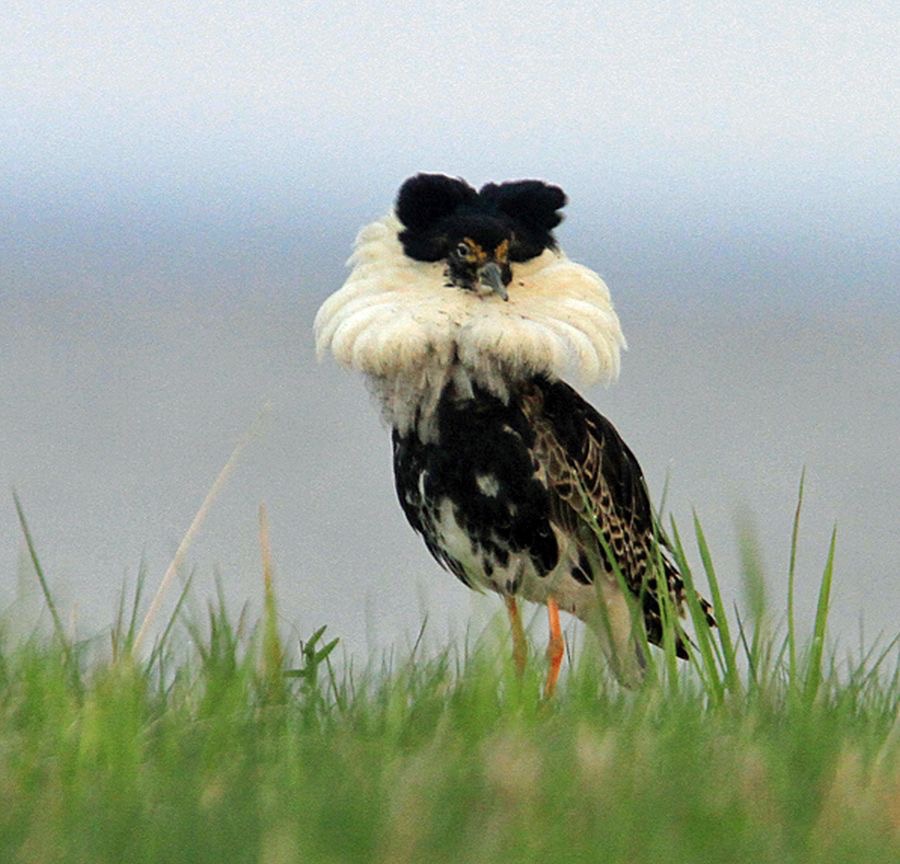 RUFF male.jpg