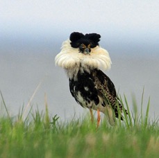 RUFF male.jpg