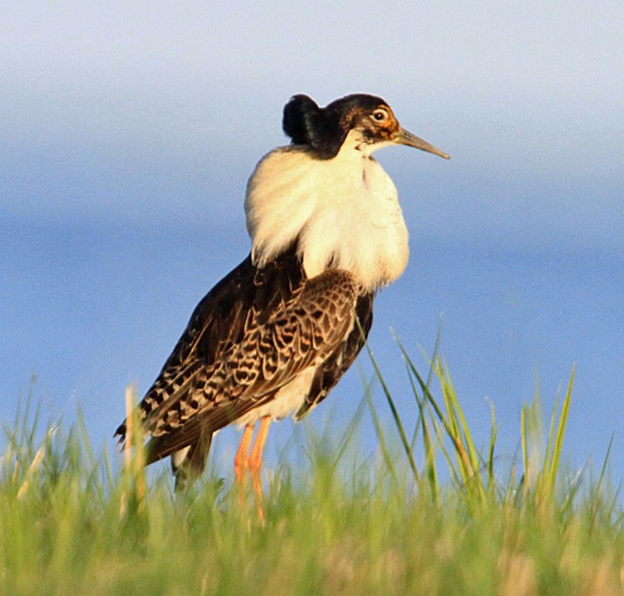 RUFF.  male.jpg