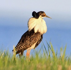 RUFF.  male.jpg