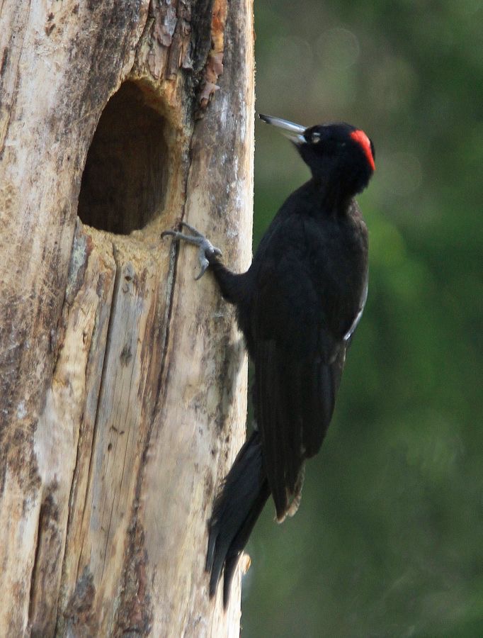 WOODPECKER  BLACK female.jpg