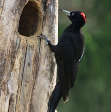 WOODPECKER  BLACK female.jpg
