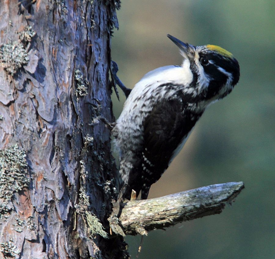 WOODPECKER THREE TOED.jpg