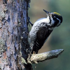WOODPECKER THREE TOED.jpg