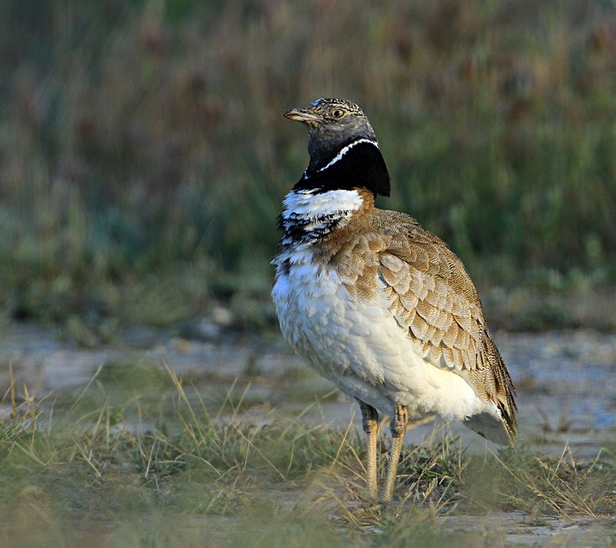 BUSTARD      LITTLE     Male.jpg
