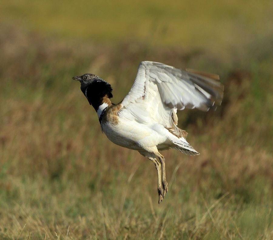 BUSTARD      LITTLE  male     jumping.JPG