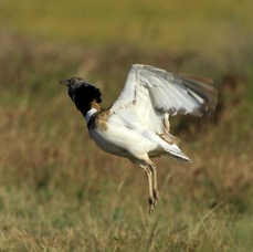 BUSTARD      LITTLE  male     jumping.JPG