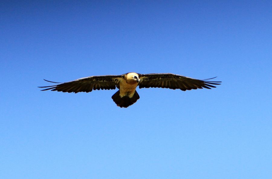 LAMMERGEIER     flying.JPG