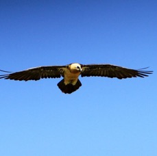 LAMMERGEIER     flying.JPG