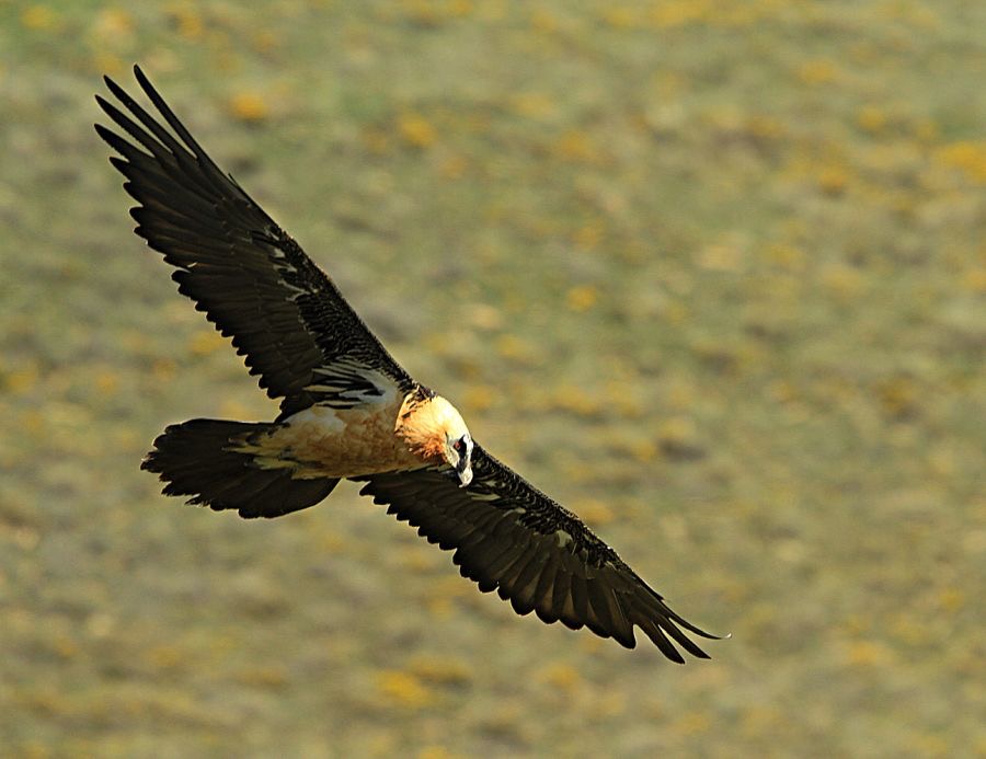 LAMMERGEIER  Flying.jpg