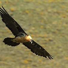 LAMMERGEIER  Flying.jpg