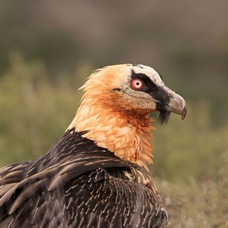LAMMERGEIER on Ground.jpg
