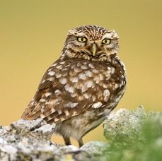 OWL               LITTLE.jpg