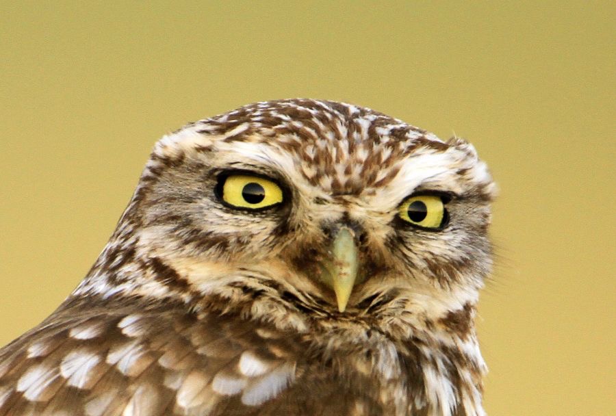 OWL              LITTLE.JPG