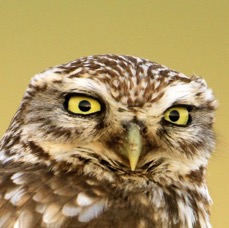OWL              LITTLE.JPG