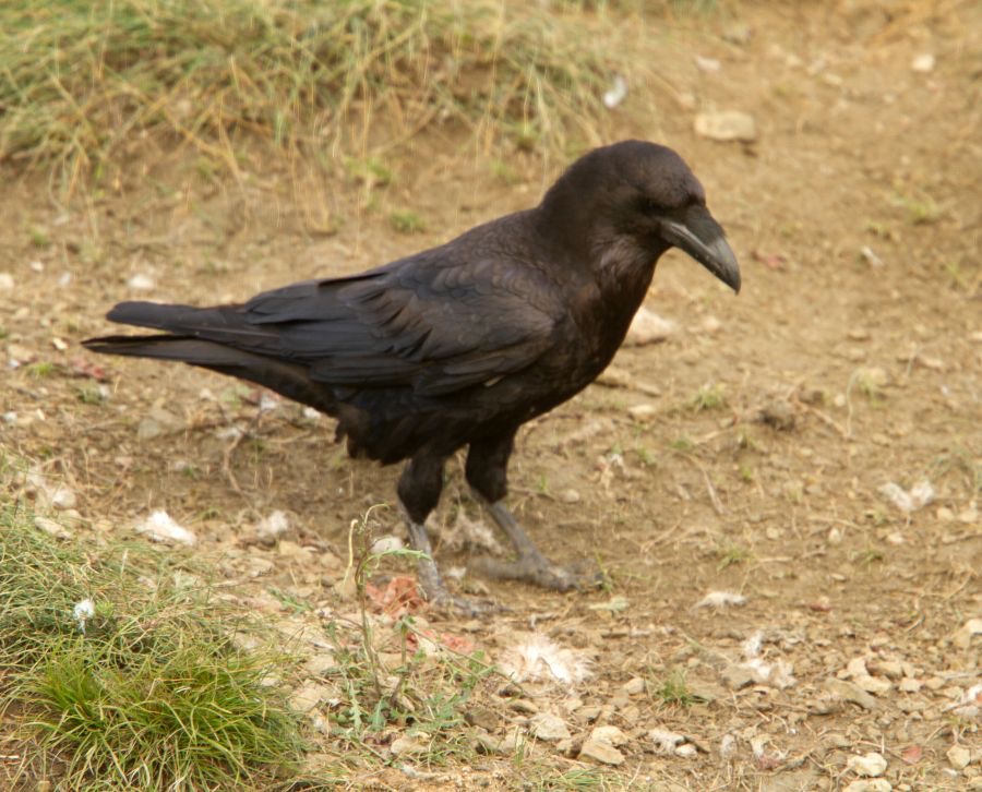 RAVEN      COMMON.JPG