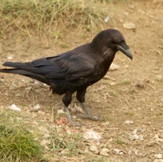 RAVEN      COMMON.JPG