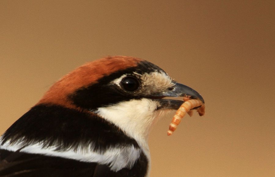 SHRIKE    WOODCHAT   with food.JPG