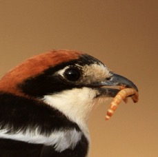 SHRIKE    WOODCHAT   with food.JPG