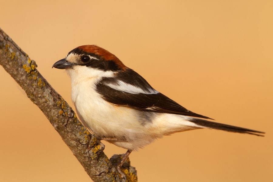 SHRIKE  WOODCHAT.JPG