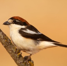 SHRIKE  WOODCHAT.JPG