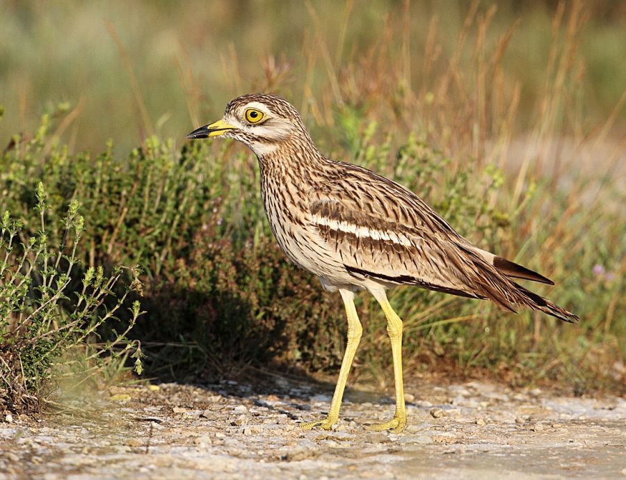 STONE -CURLEW.jpg