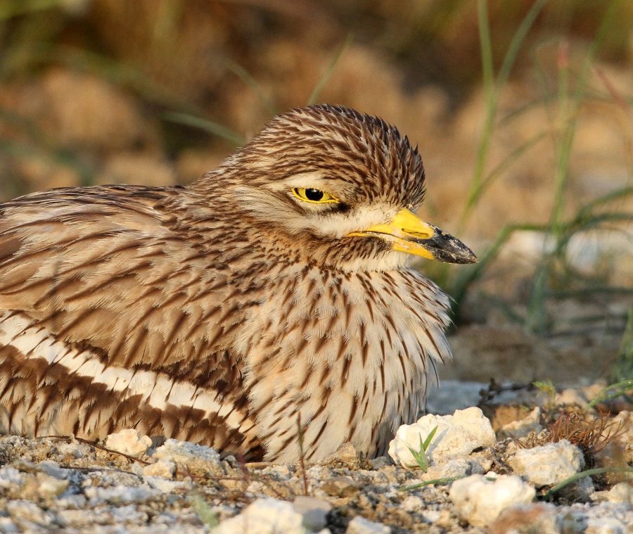 STONE- CURLEW.JPG