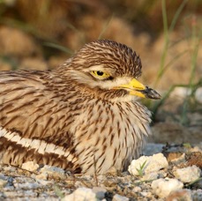 STONE- CURLEW.JPG