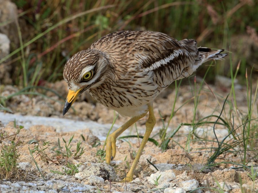 STONE-CURLEW   at Nest.JPG