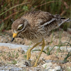 STONE-CURLEW   at Nest.JPG