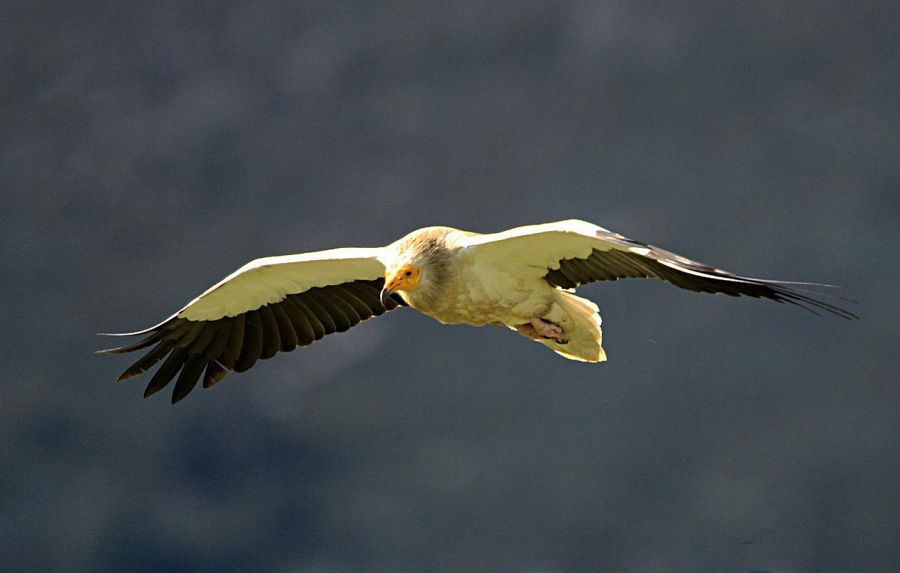 VULTURE         EGYPTIAN.       Flying.jpg