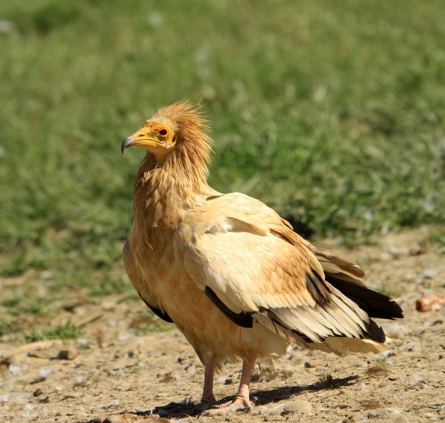 VULTURE   EGYPTIAN.JPG