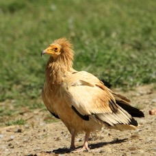 VULTURE   EGYPTIAN.JPG