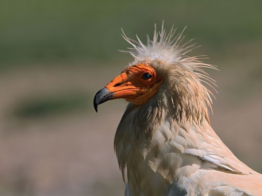 VULTURE EGYPTIAN.jpg