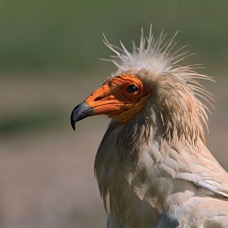 VULTURE EGYPTIAN.jpg