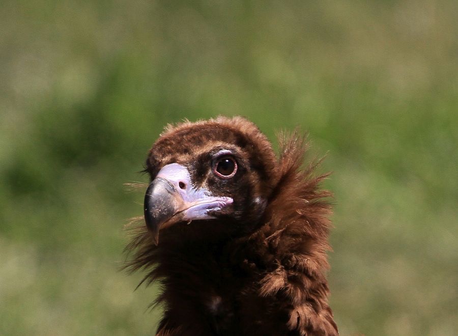 VULTURE,      BLACK      EURASIAN.JPG