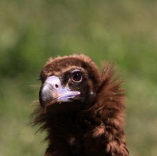 VULTURE,      BLACK      EURASIAN.JPG