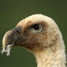 VULTURE,,   GRIFFON   EURASIAN.JPG