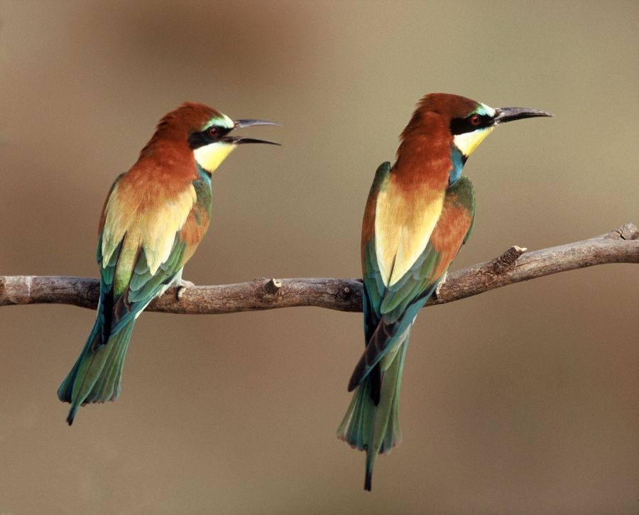 BEE-EATERS   EUROPEAN.JPG