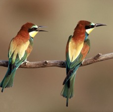 BEE-EATERS   EUROPEAN.JPG