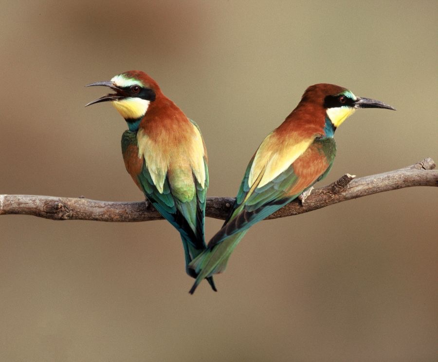 BEE-EATERS.   EUROPEAN.JPG