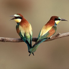 BEE-EATERS.   EUROPEAN.JPG