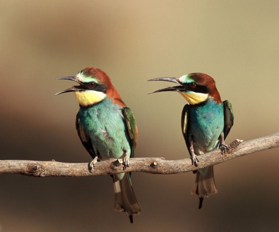 BEE-EATERS..  EUROPEAN.JPG